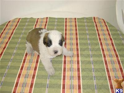 Saint Bernard Puppies for Sale